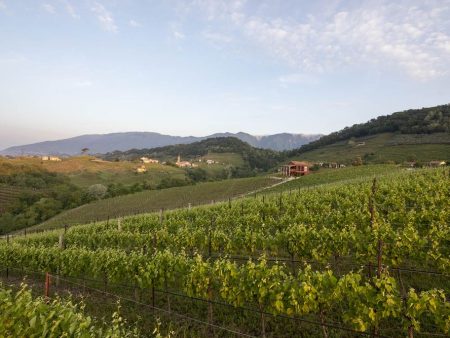 Wine in Tour Experience