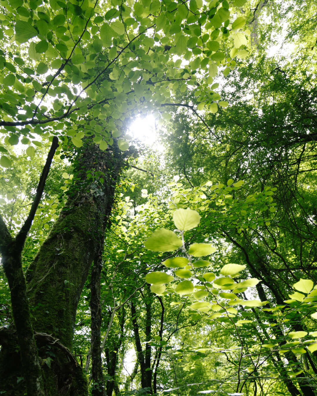 Nature Immersive Walk - immagine 6