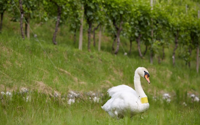 Colline Unesco - Cison di Valmarino - Duca di Dolle_1