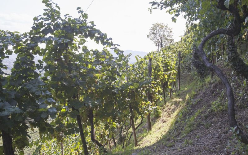 Rive docg - Conegliano Valdobbiadene - Duca di Dolle_1