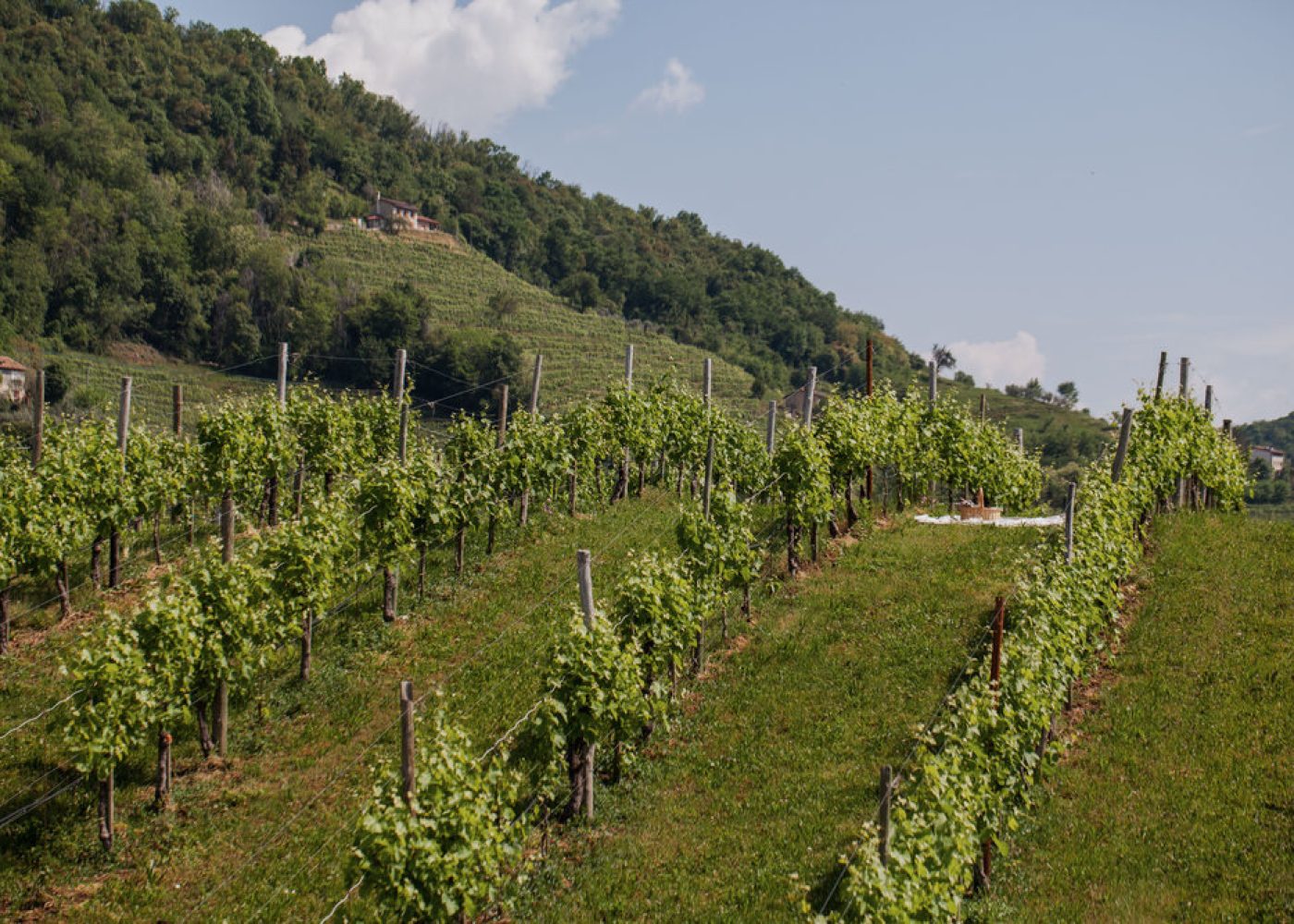 duca di dolle - colline prosecco conegliano valdobbiadene - early bird promo (1)