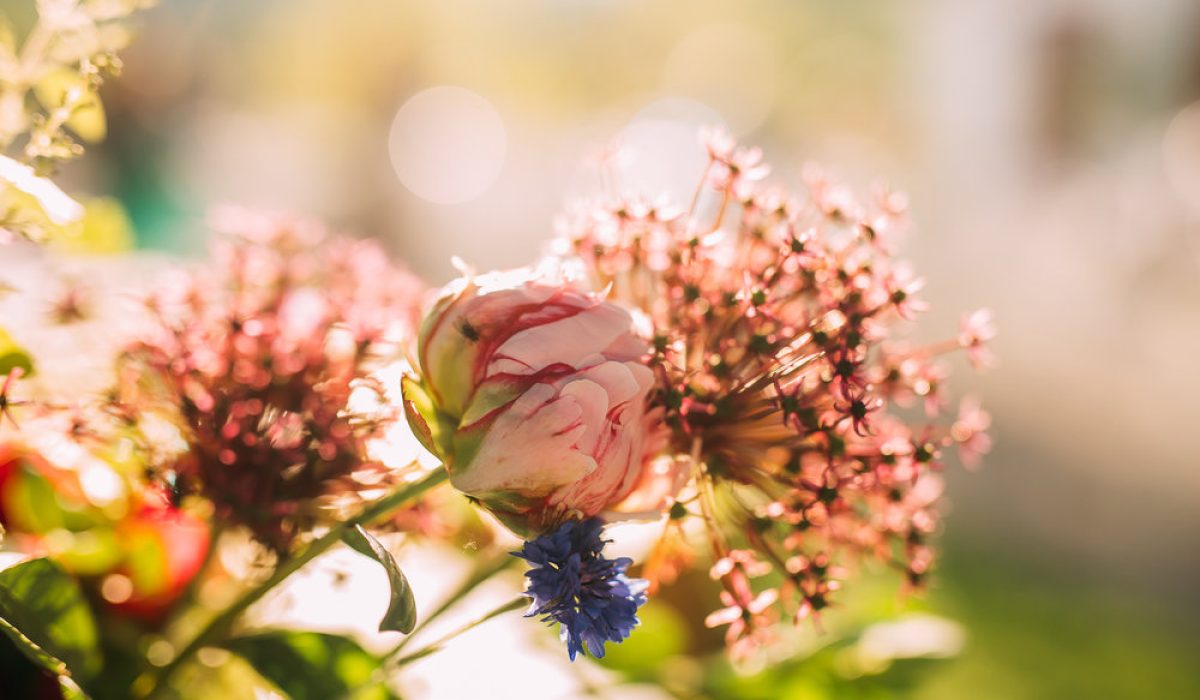 duca di dolle - colline prosecco conegliano valdobbiadene - early bird promo (3)