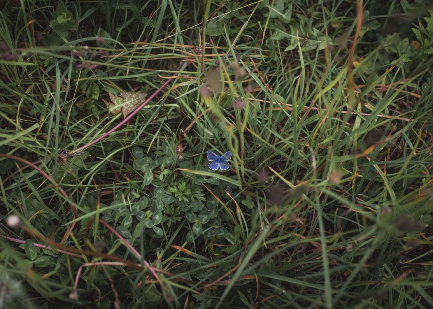 ducadidollewineforestbathing (1)