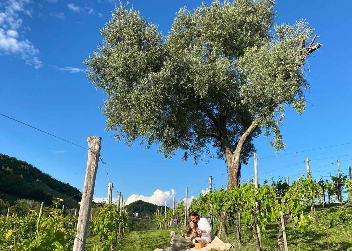 ducadidollewineforestbathing (3)