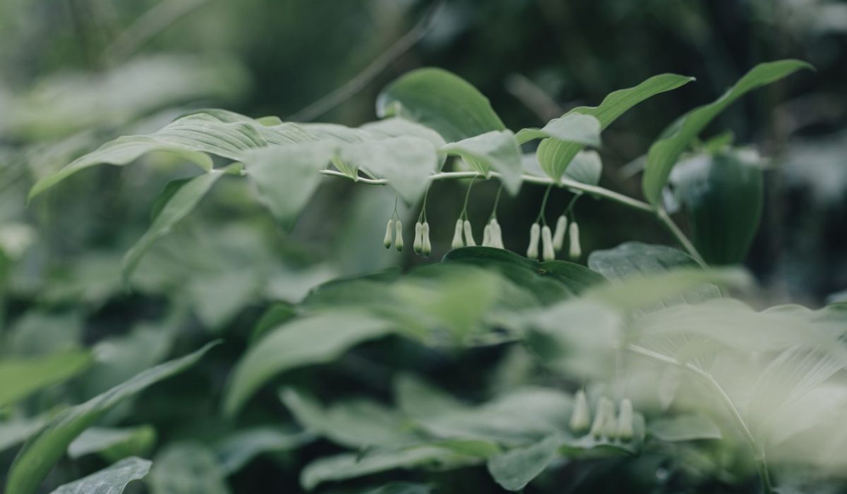 passeggiate flora spontanea bosco