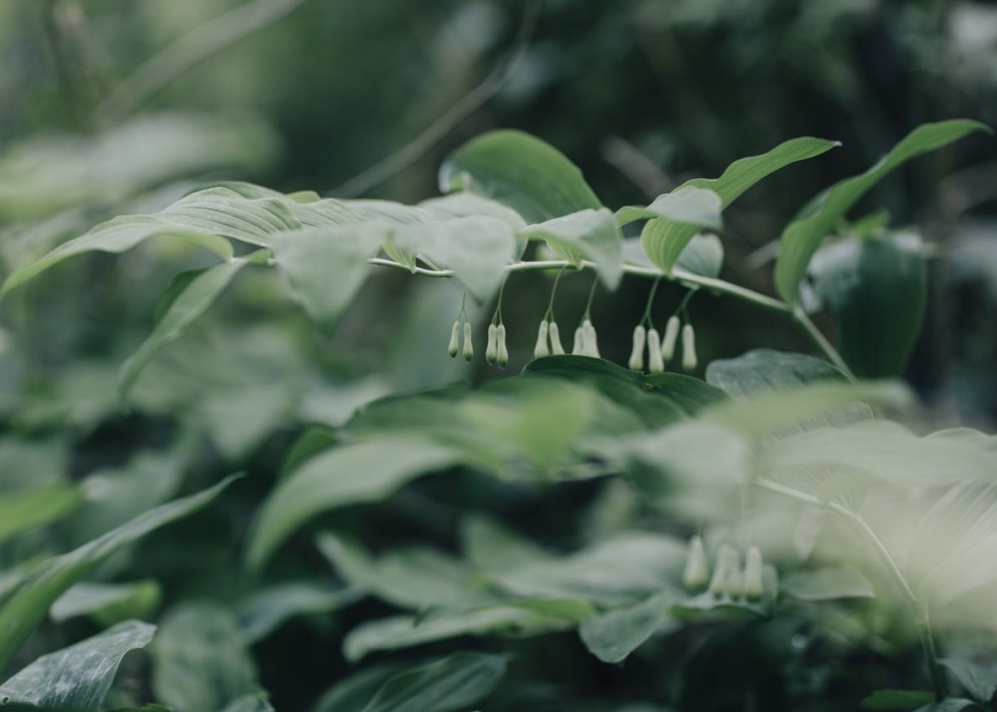 passeggiate flora spontanea bosco