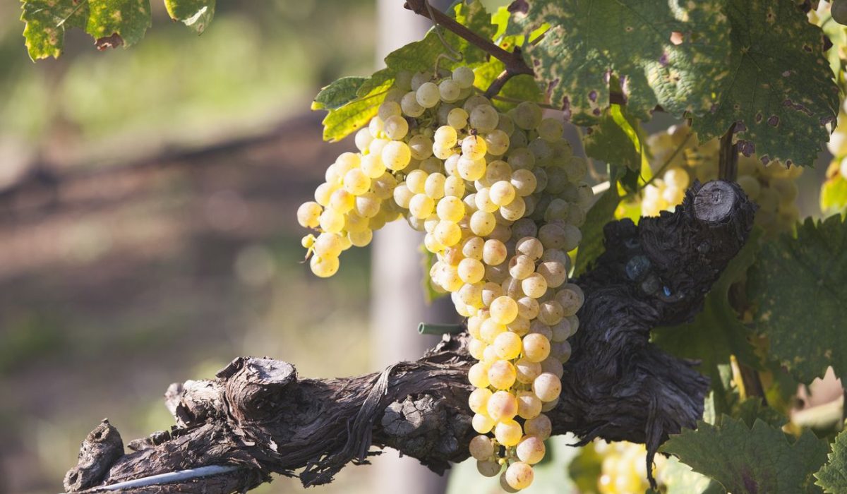 wineintourducadidolle (1)