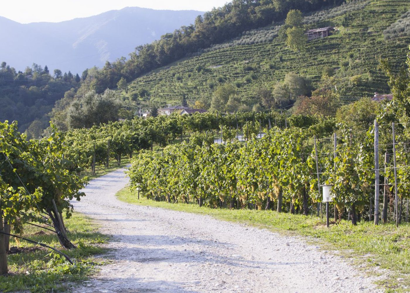 wineintourducadidolle (2)