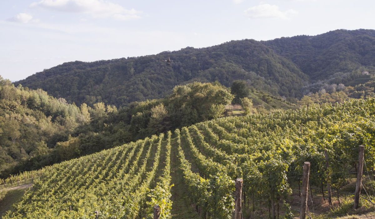 wineintourducadidolle (3)