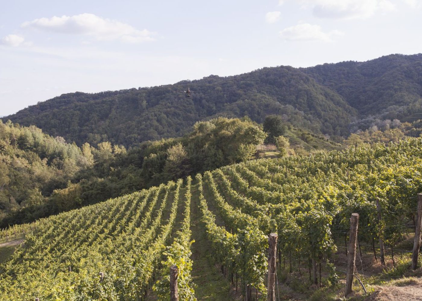 wineintourducadidolle (3)